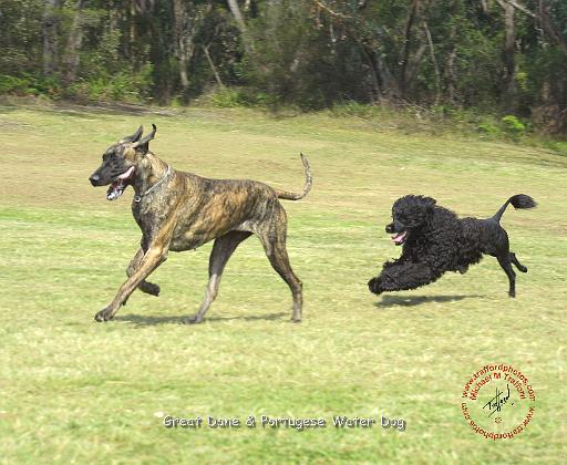 Portuguese Water Dog 9R023D-164.JPG